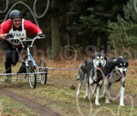 elveden272