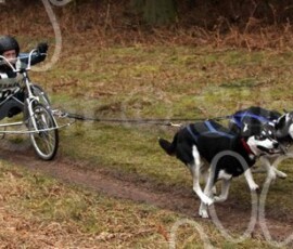elveden273
