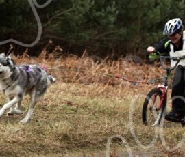 elveden296
