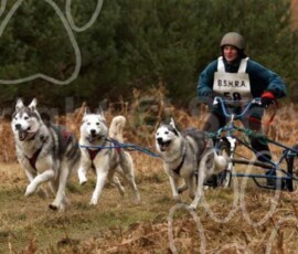 elveden319