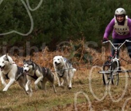 elveden329