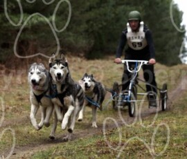 elveden337