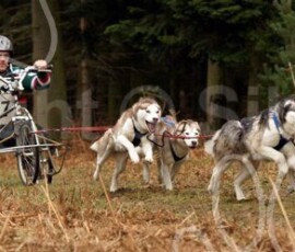 elveden365