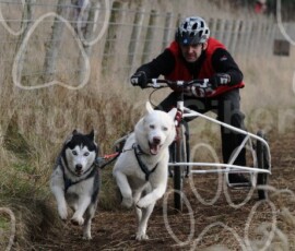 ford022