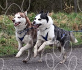 livia063