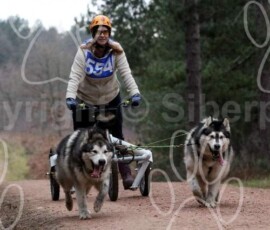 sherwood10