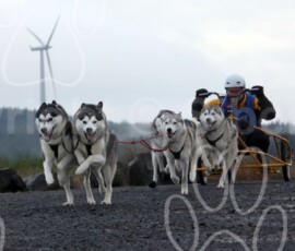 whitelee04
