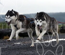 whitelee05