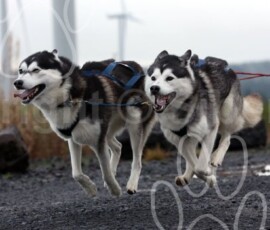 whitelee06