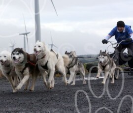 whitelee08