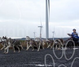 whitelee10