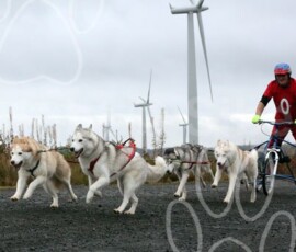 whitelee15