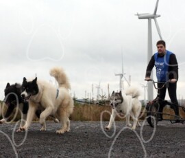 whitelee17