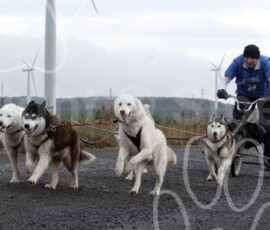 whitelee74