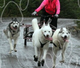 whitelee99